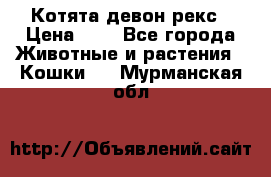 Котята девон рекс › Цена ­ 1 - Все города Животные и растения » Кошки   . Мурманская обл.